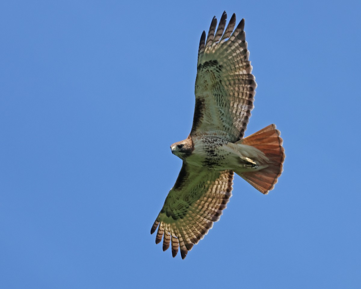 Red-tailed Hawk - ML619952350