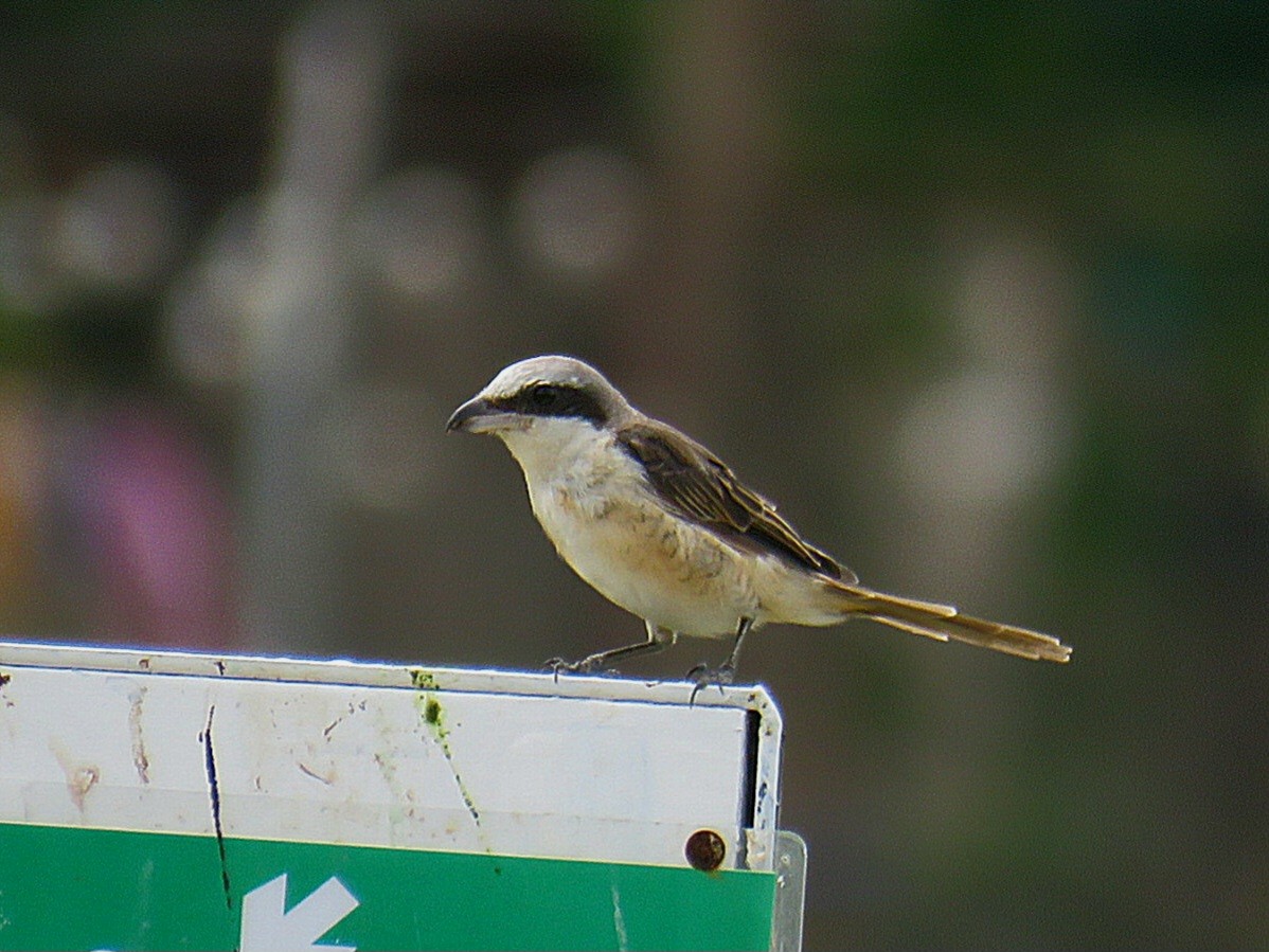 Brown Shrike (Philippine) - ML619952355