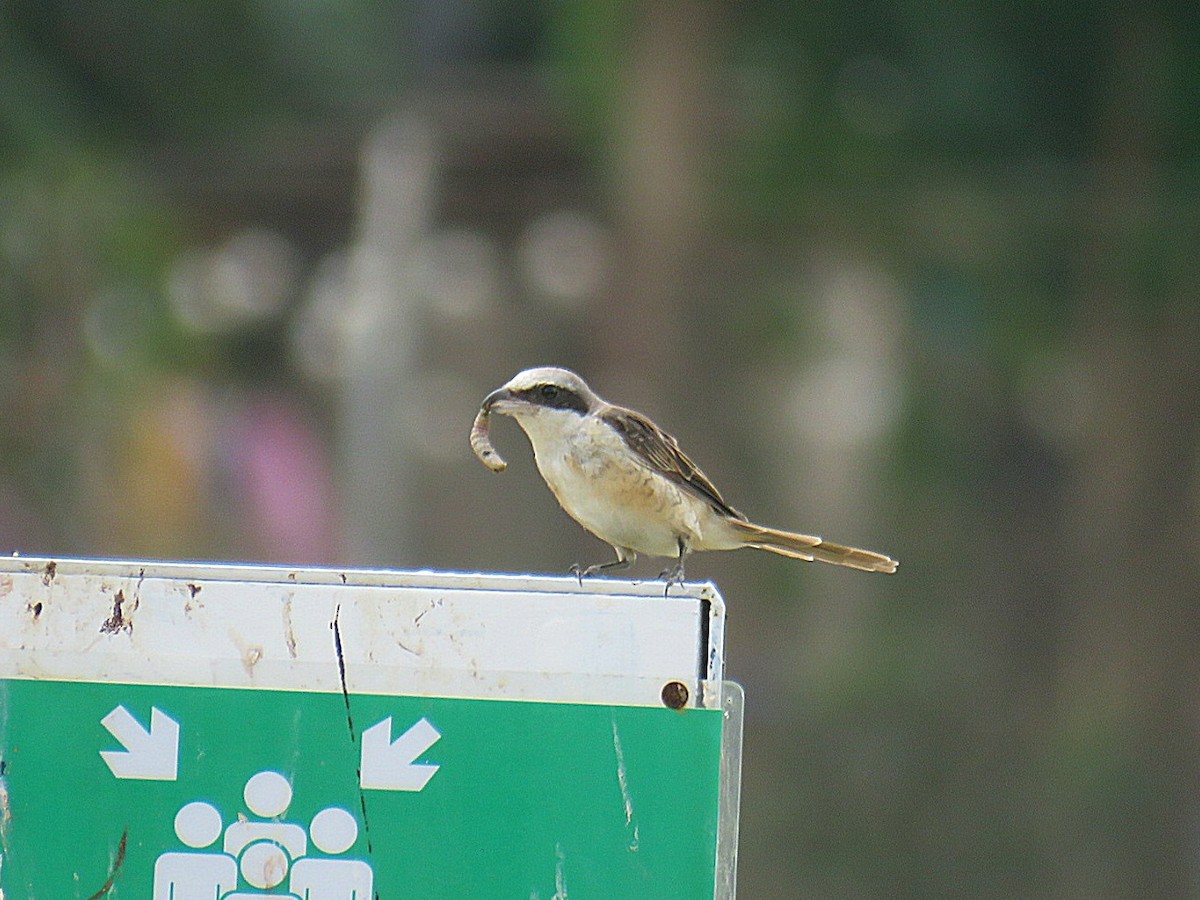 Brown Shrike (Philippine) - ML619952356