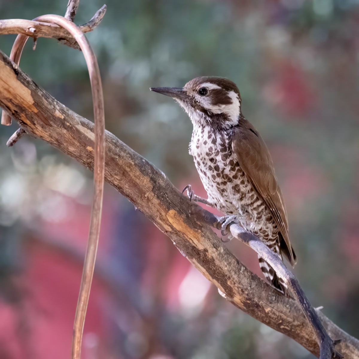 Arizona Woodpecker - ML619952359
