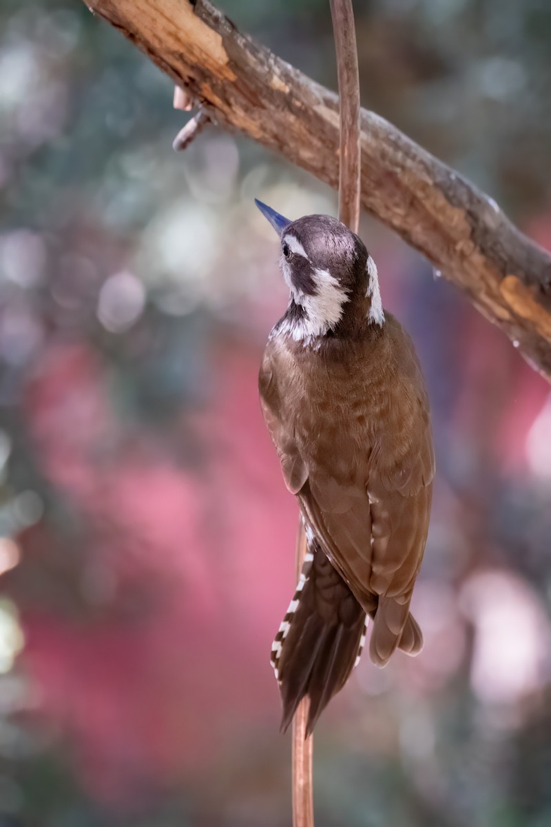 Arizona Woodpecker - ML619952362