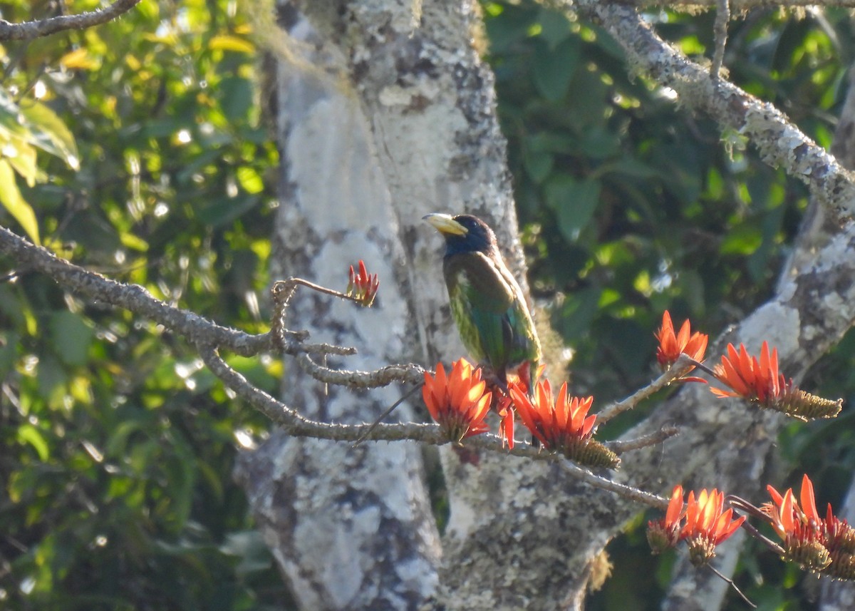 barbet velký - ML619952369