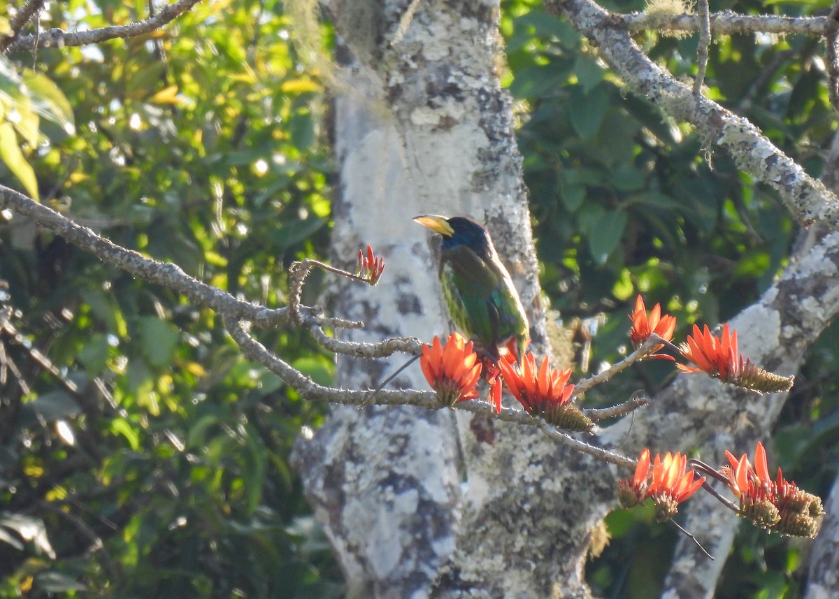 Great Barbet - ML619952370