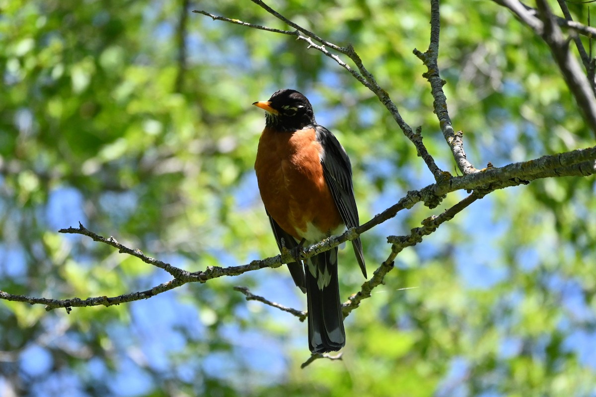 American Robin - ML619952377