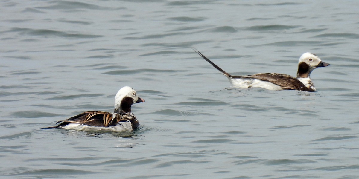 Long-tailed Duck - ML619952390