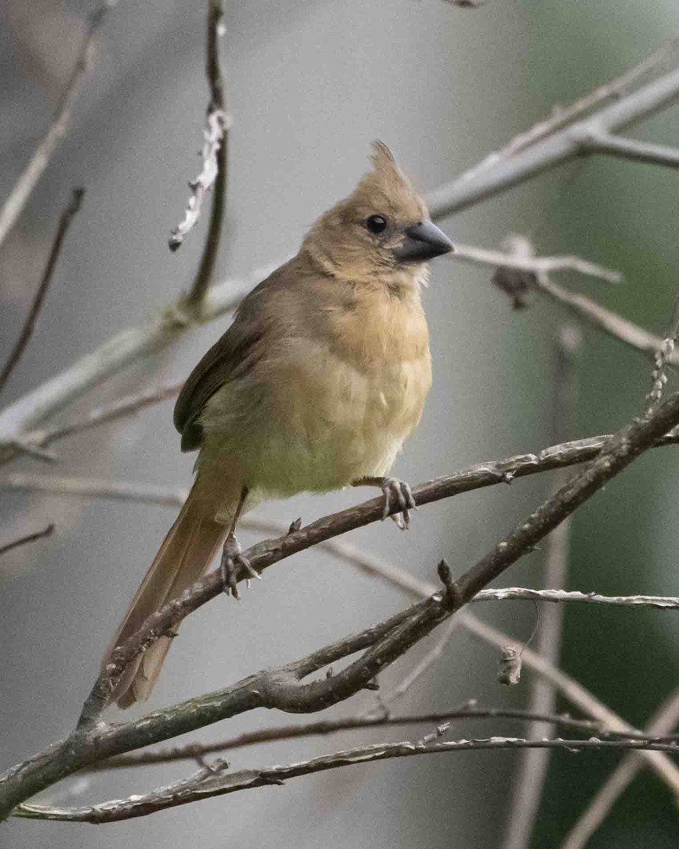 Northern Cardinal - ML619952391