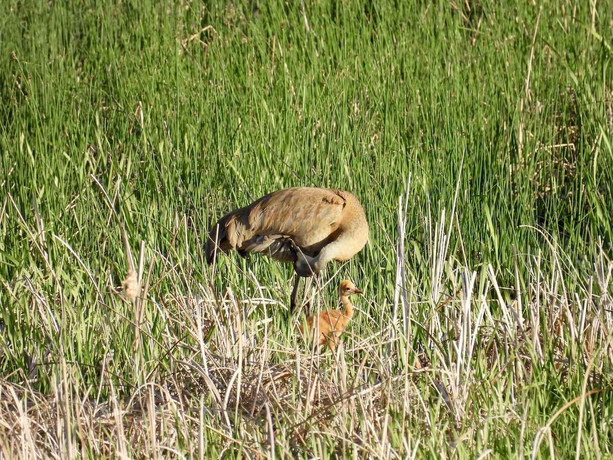 Sandhill Crane - ML619952397