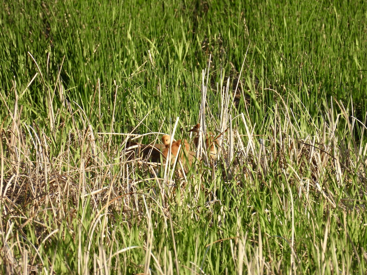 Sandhill Crane - ML619952398