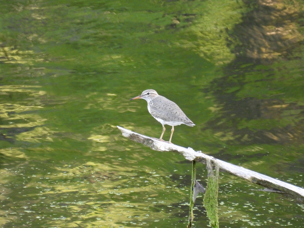 Spotted Sandpiper - ML619952400