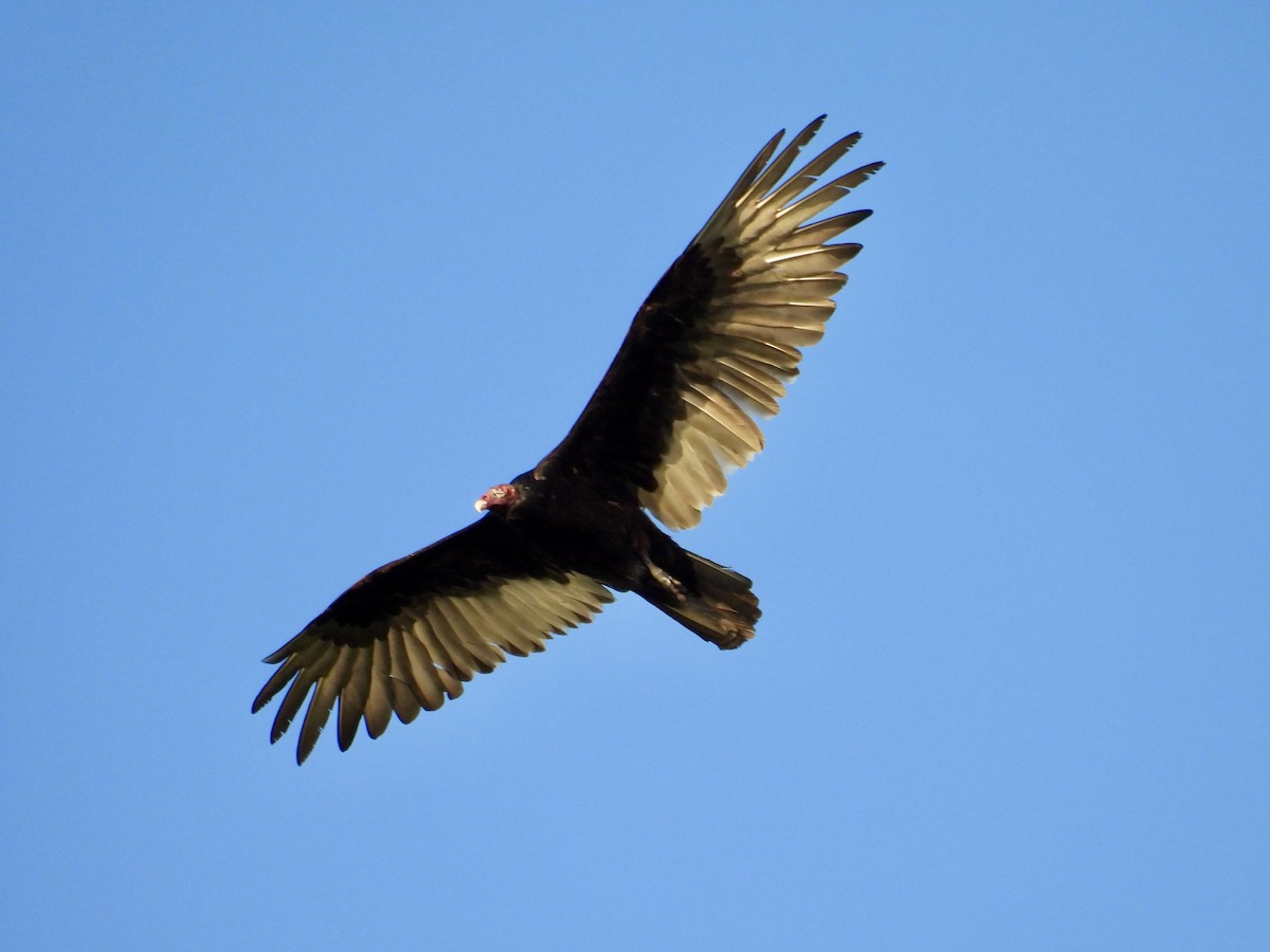 Turkey Vulture - ML619952415