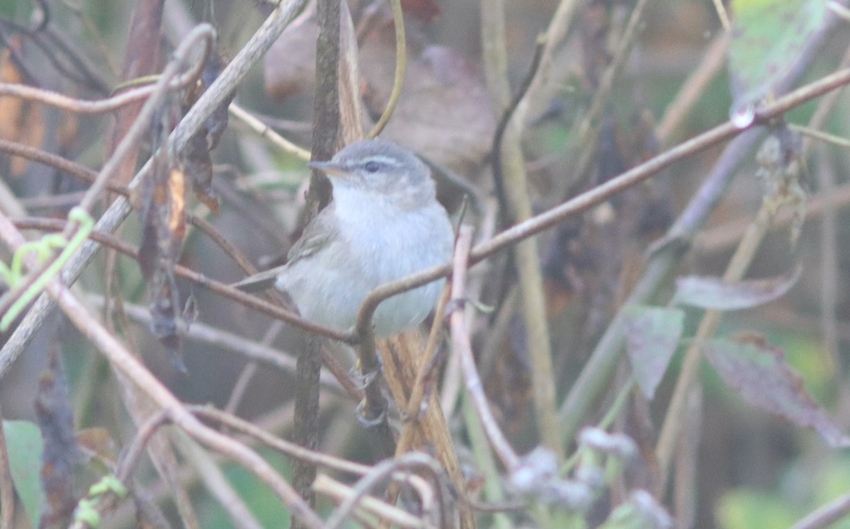 Mosquitero Sombrío - ML619952425