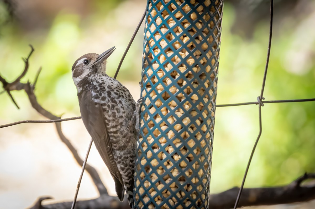 Arizona Woodpecker - ML619952447