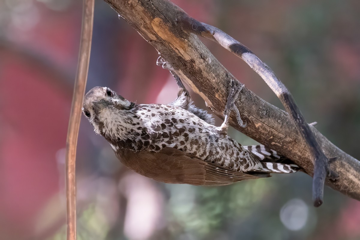 Arizona Woodpecker - ML619952448