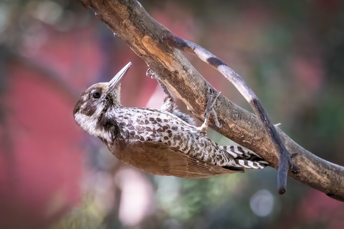 Arizona Woodpecker - ML619952454