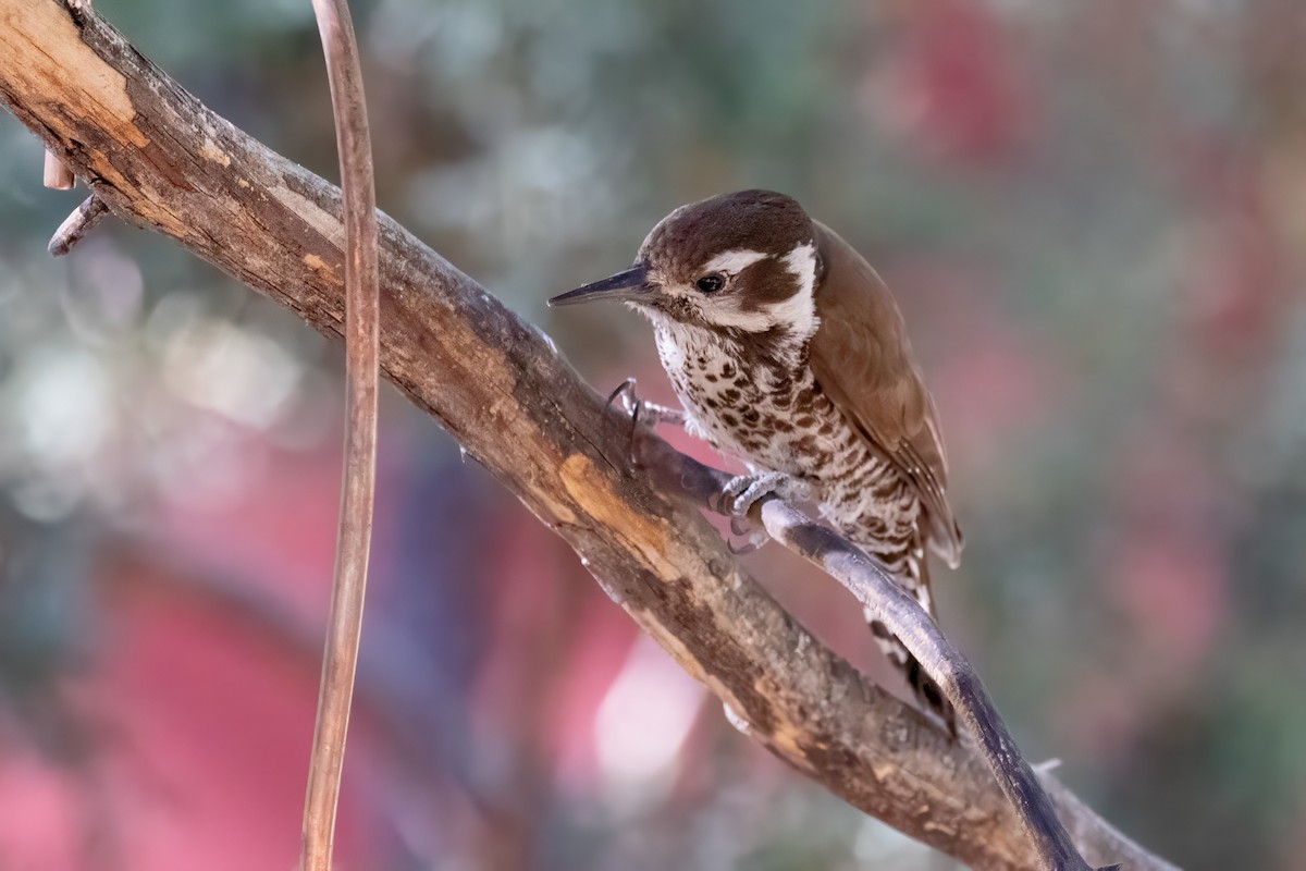 Arizona Woodpecker - ML619952462