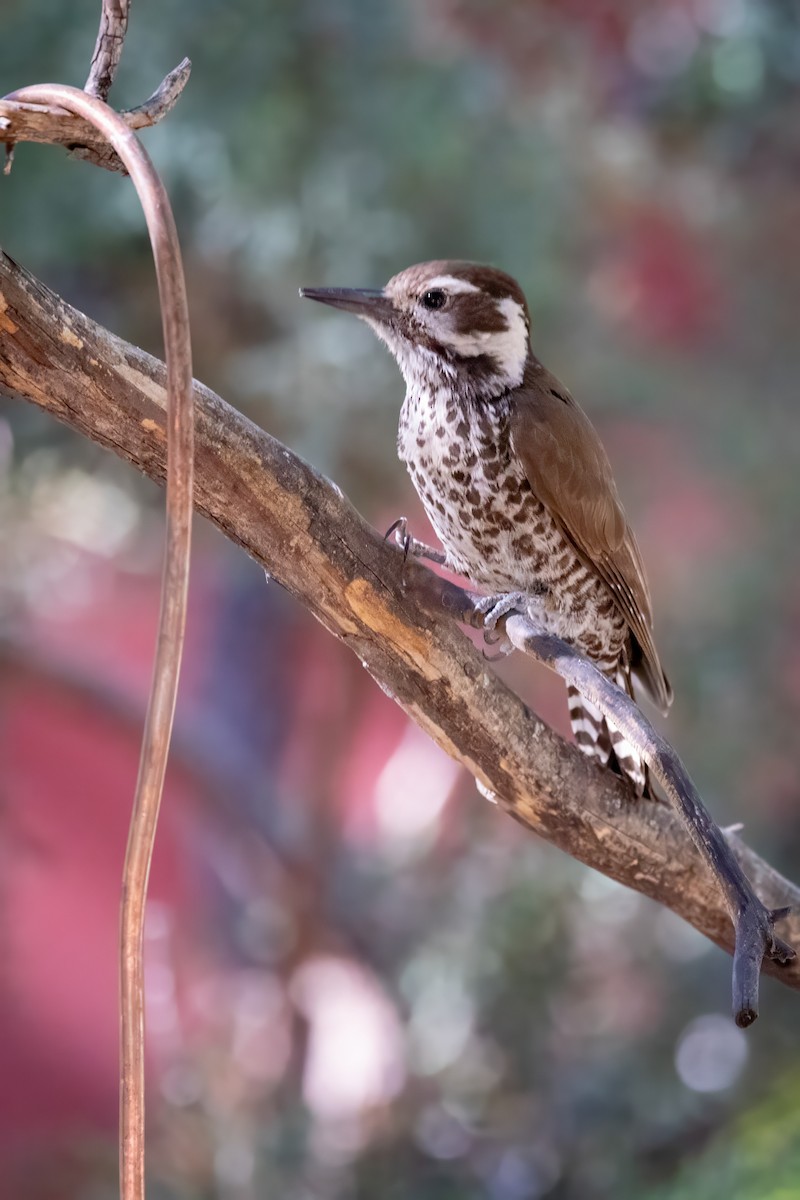Arizona Woodpecker - ML619952465
