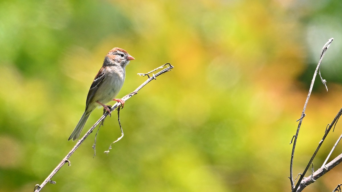 Field Sparrow - ML619952470