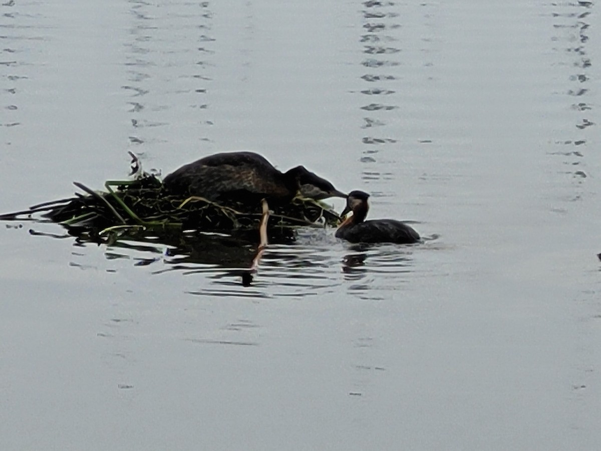 Red-necked Grebe - ML619952485