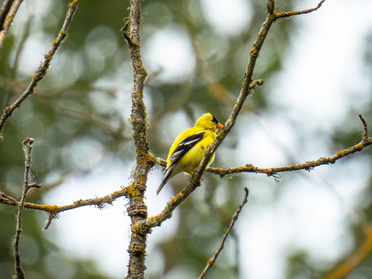 American Goldfinch - ML619952489