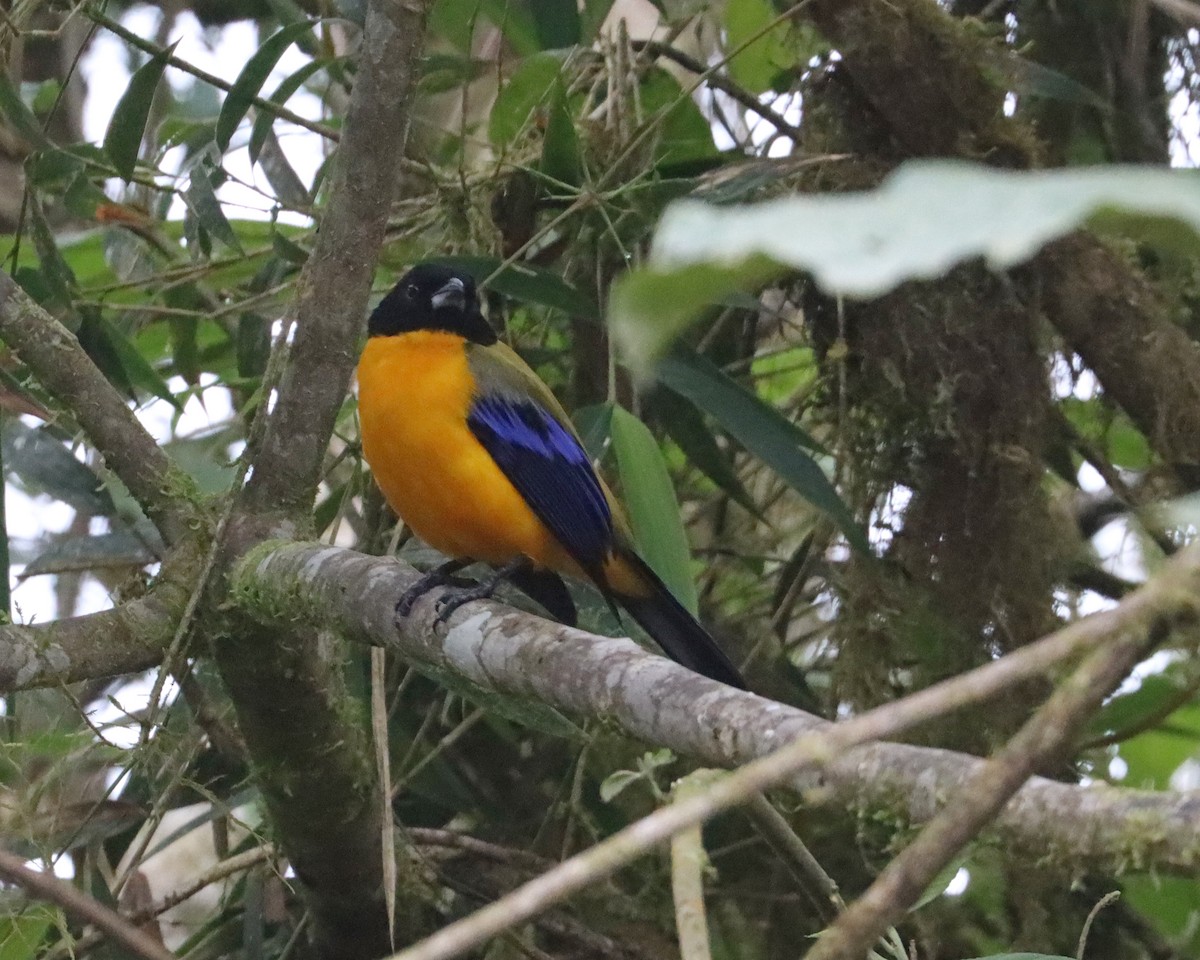 Black-chinned Mountain Tanager - ML619952493