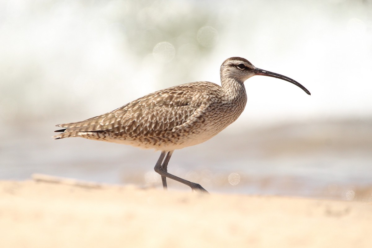 Regenbrachvogel - ML619952499