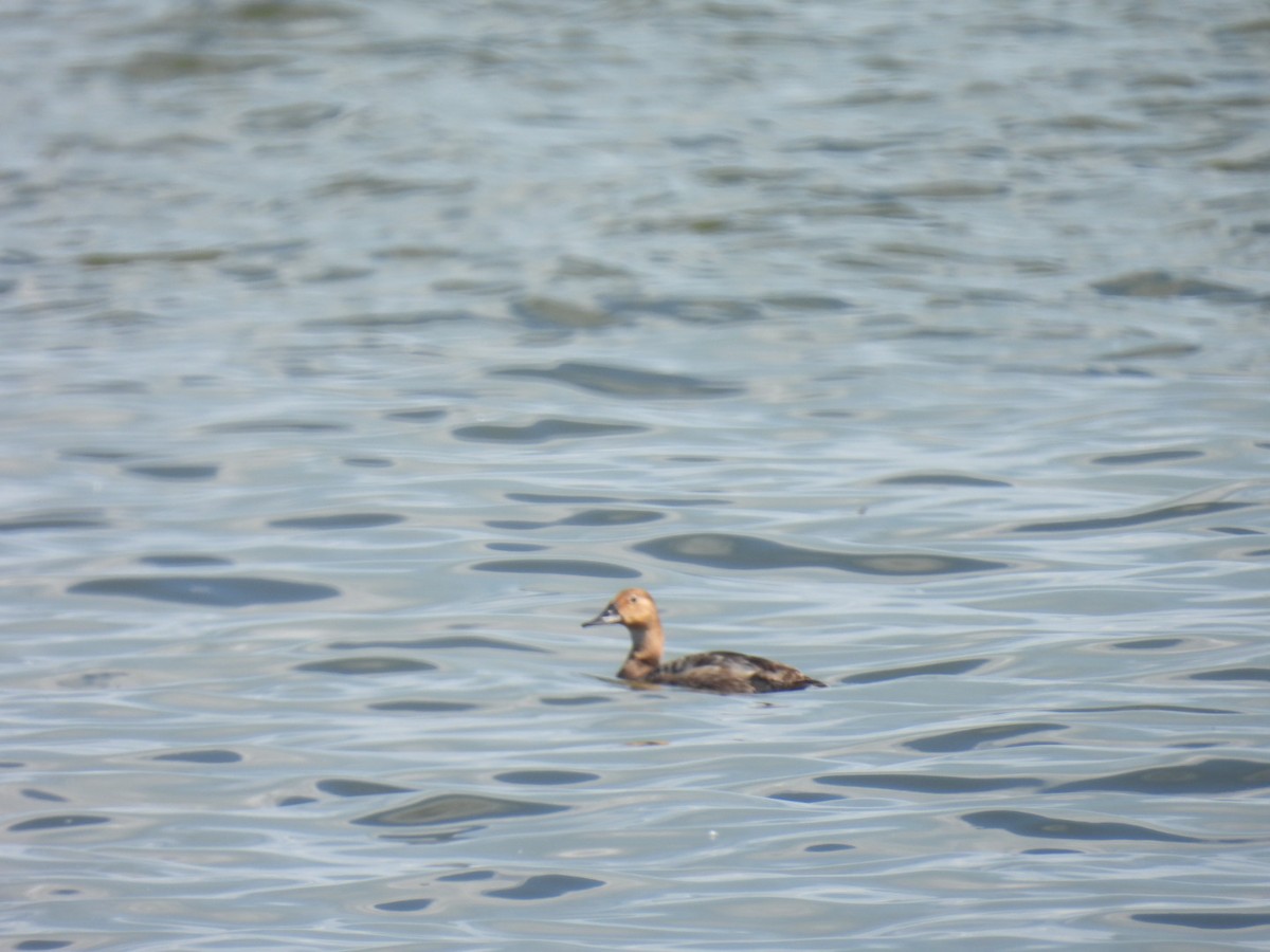 Canvasback - ML619952508