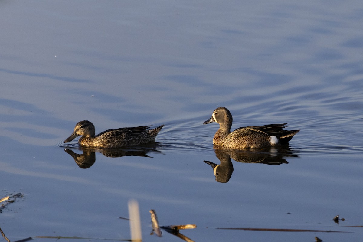 Blue-winged Teal - ML619952512