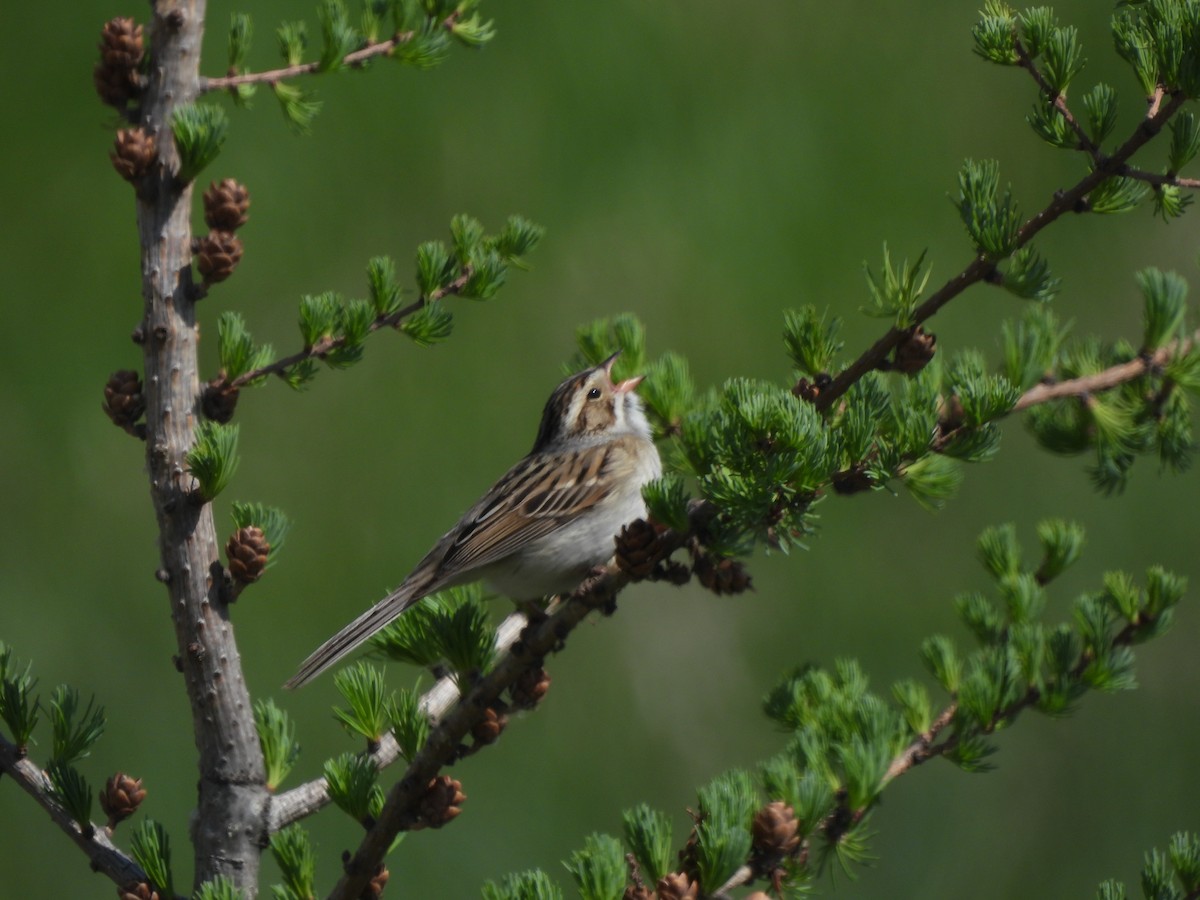 Clay-colored Sparrow - ML619952520