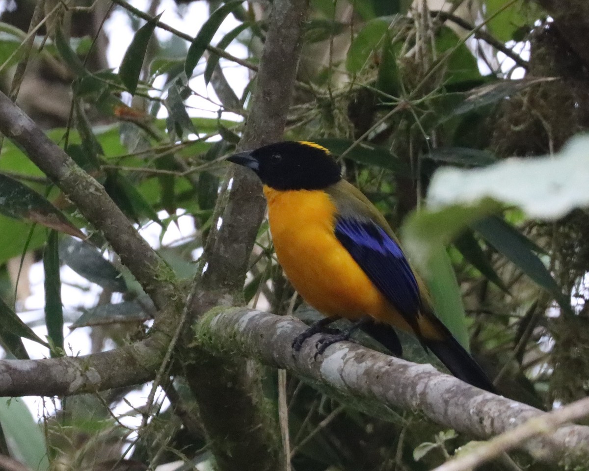 Black-chinned Mountain Tanager - ML619952521