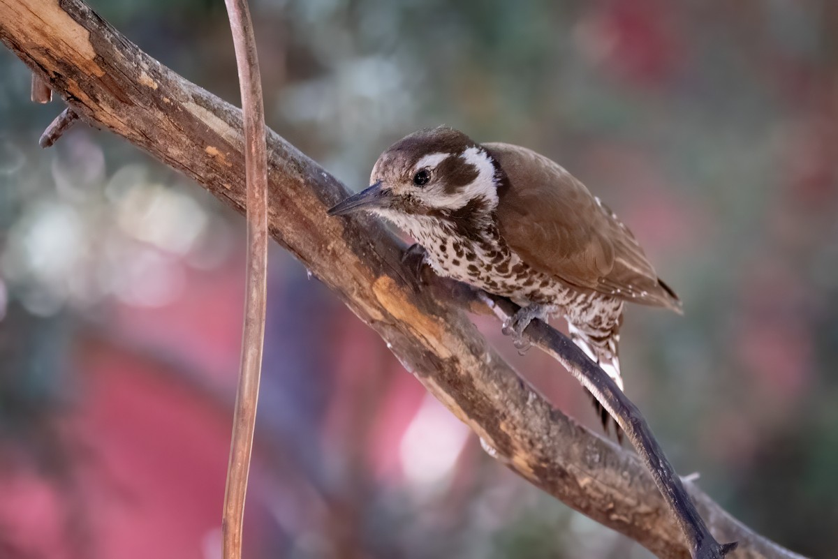 Arizona Woodpecker - ML619952523