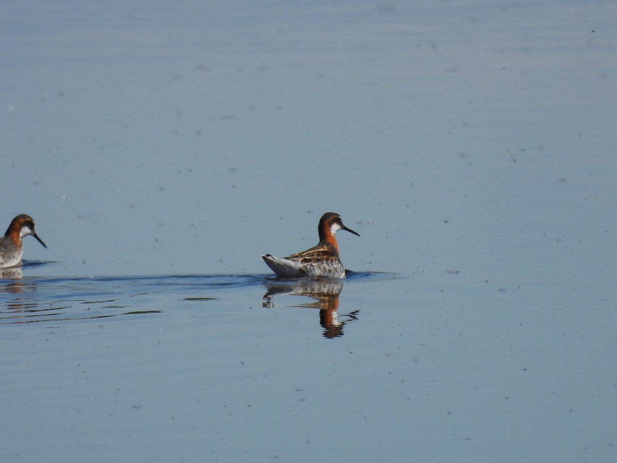 svømmesnipe - ML619952526