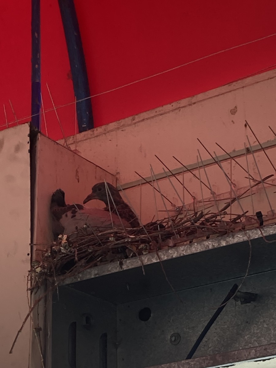 Rock Pigeon (Feral Pigeon) - ML619952529