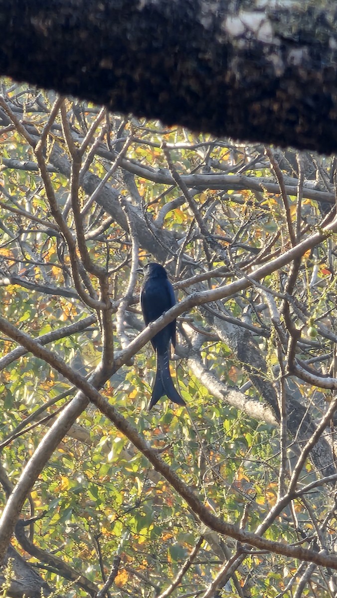 Fork-tailed Drongo-Cuckoo - ML619952532