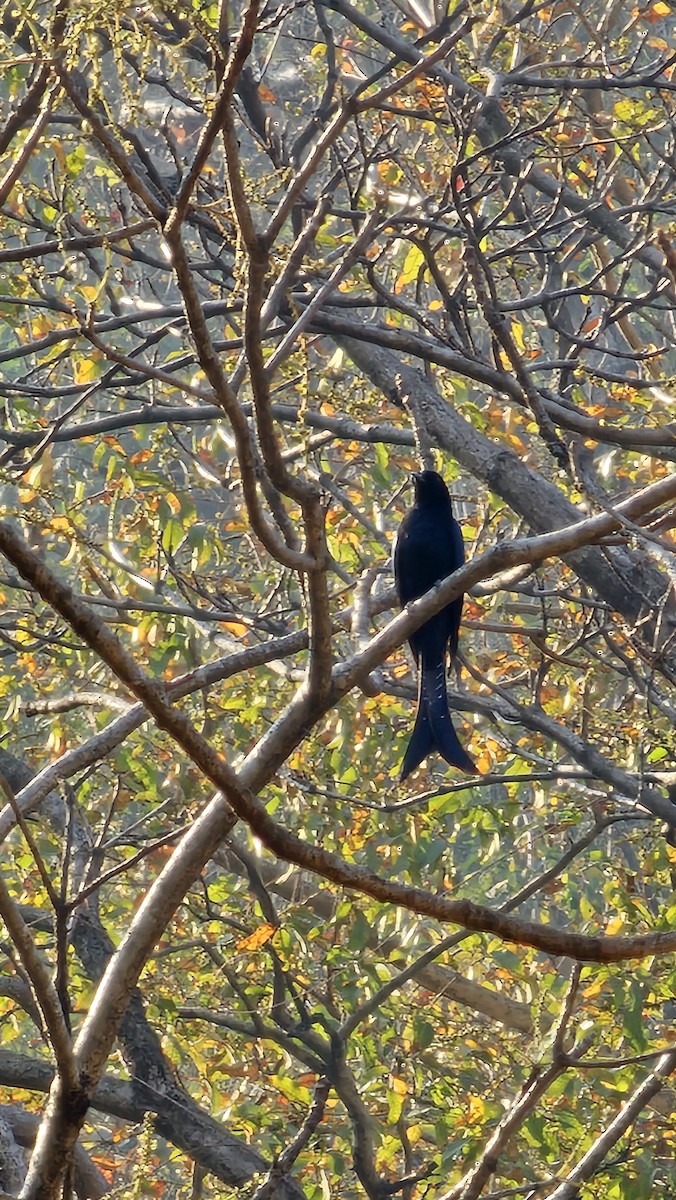 Fork-tailed Drongo-Cuckoo - ML619952534