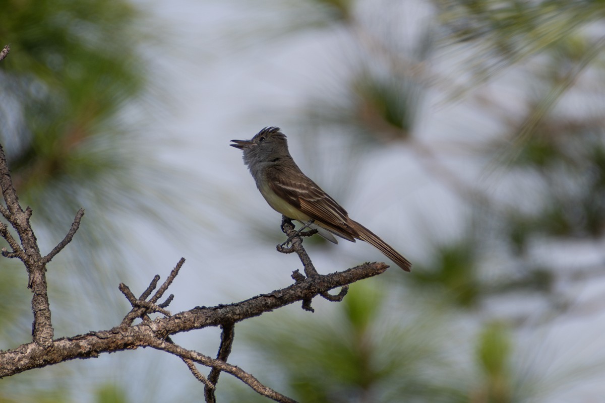 Great Crested Flycatcher - ML619952536