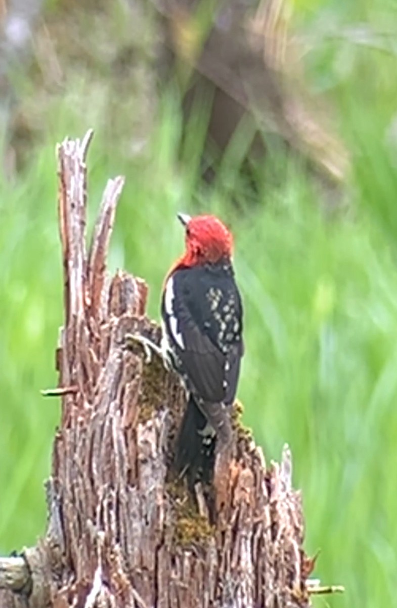 Red-breasted Sapsucker - John Kingeter