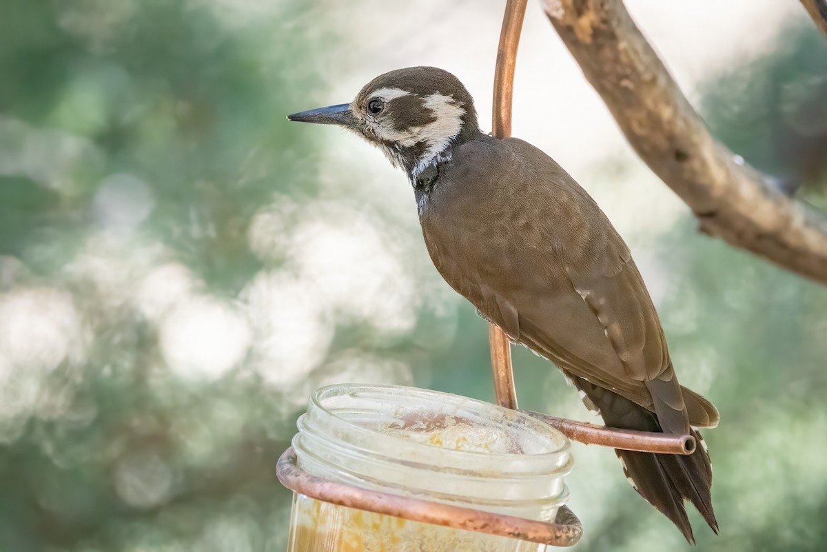 Arizona Woodpecker - ML619952541