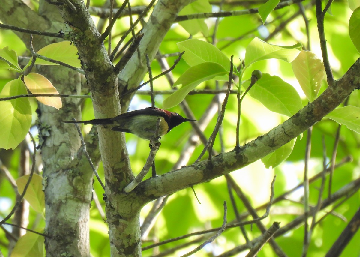 Black-throated Sunbird - ML619952545