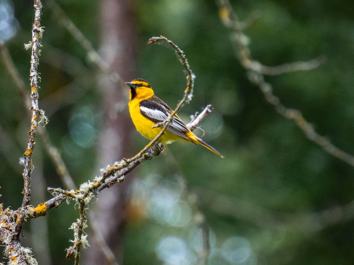 Bullock's Oriole - ML619952562