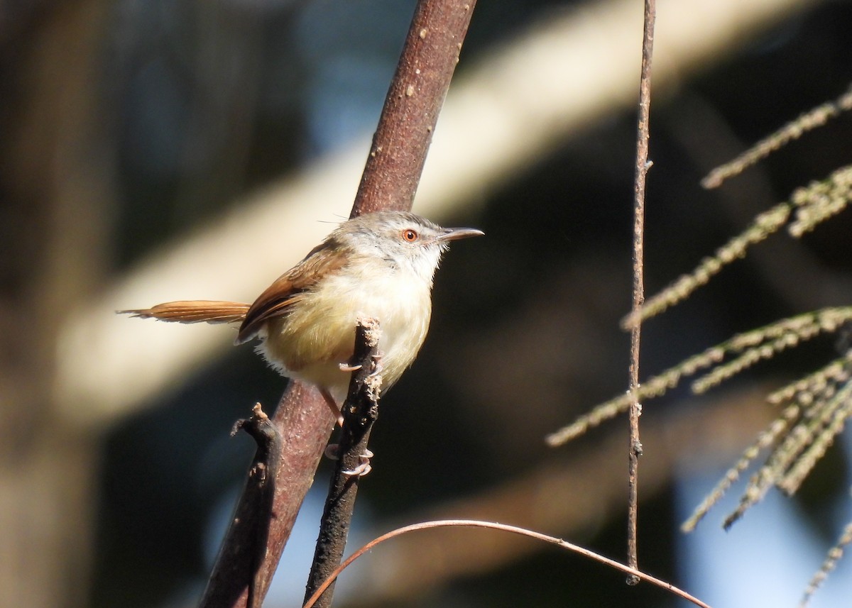 Rufescent Prinia - ML619952564