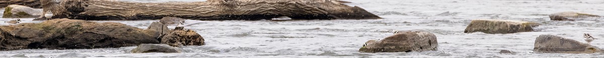 Semipalmated Plover - ML619952567