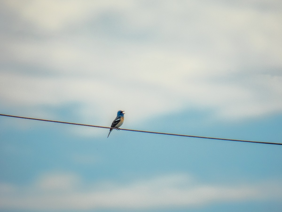 Lazuli Bunting - ML619952581