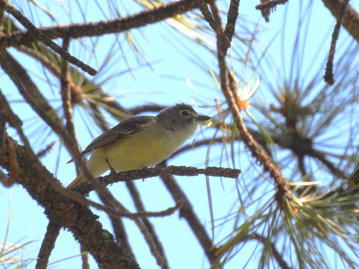 Plumbeous Vireo - ML619952584