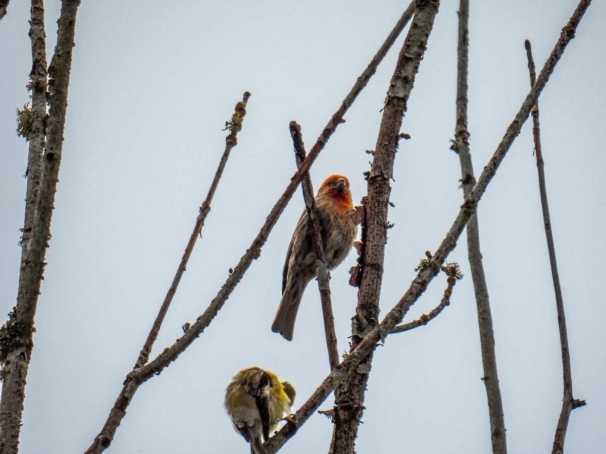 House Finch - ML619952588