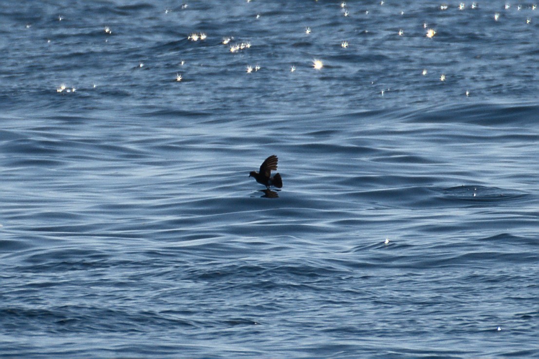 黃蹼洋海燕 - ML619952599