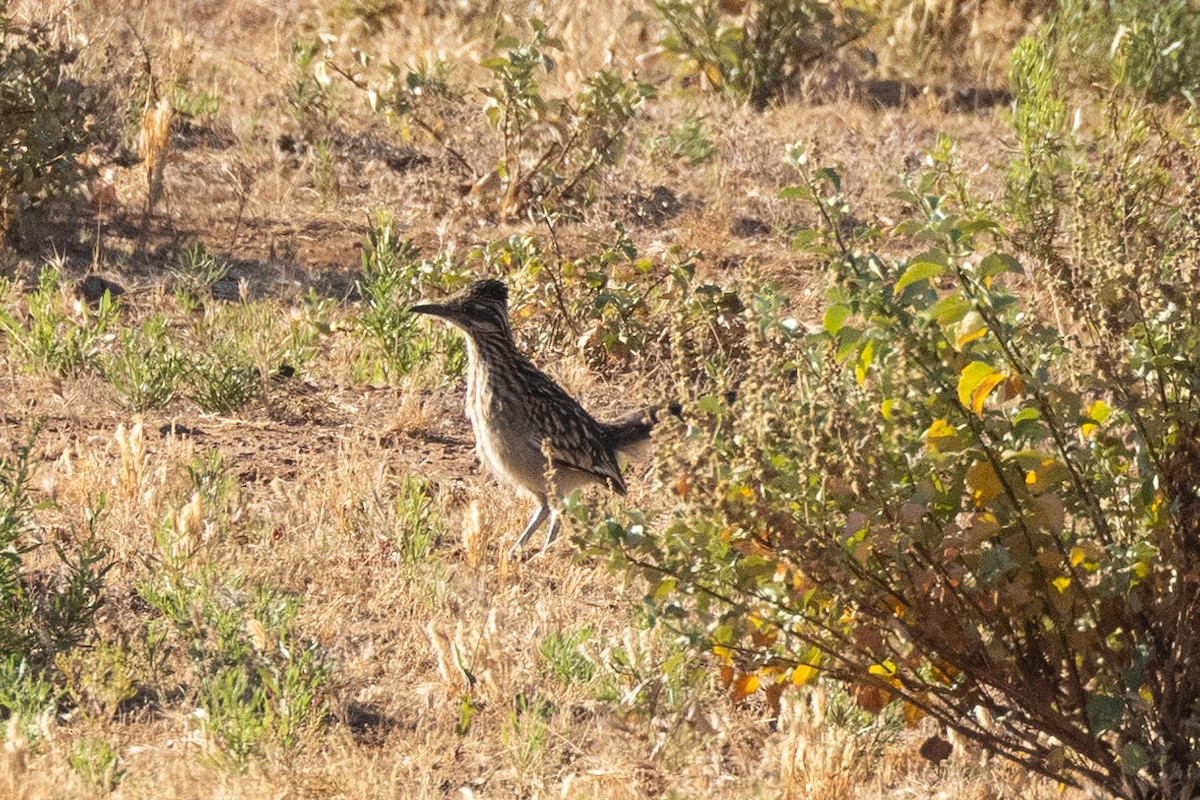 Greater Roadrunner - ML619952605