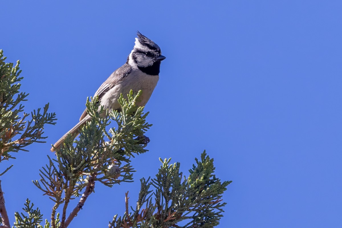 Bridled Titmouse - ML619952646