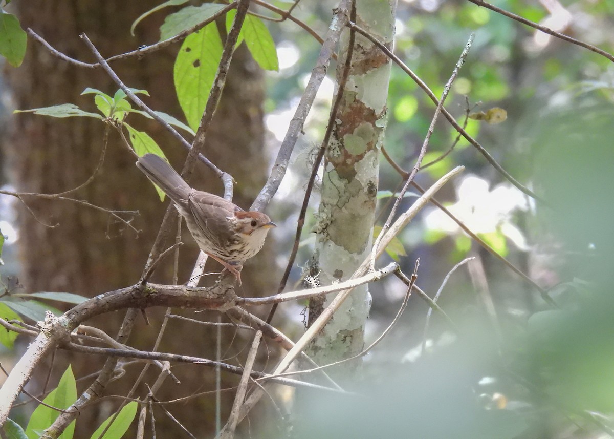 Puff-throated Babbler - ML619952651