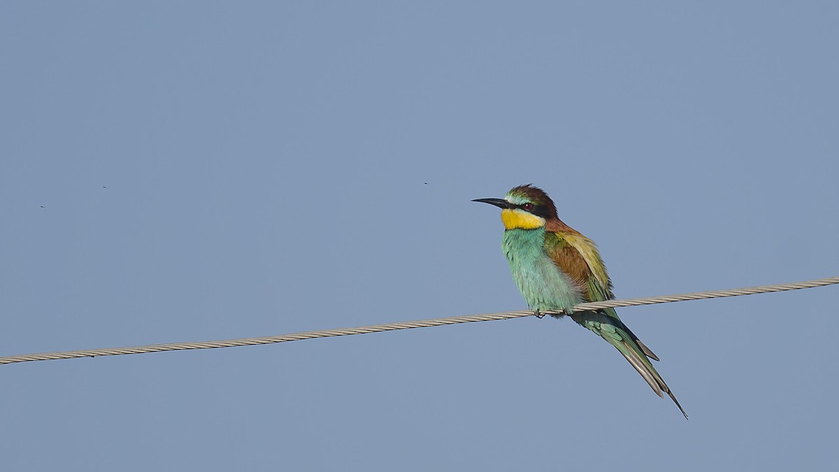 European Bee-eater - ML619952662