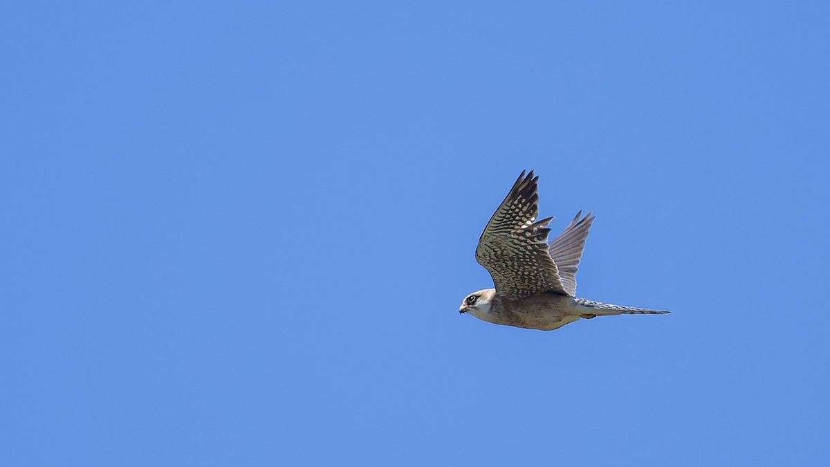 Red-footed Falcon - ML619952668